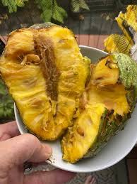 Attēlu rezultāti vaicājumam “Libanotis montana fruit”