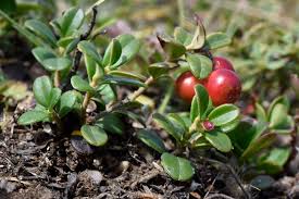 Attēlu rezultāti vaicājumam “Vaccinium vitis-idaea”