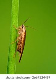 Attēlu rezultāti vaicājumam “Ectobius sylvestris female”