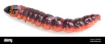 Attēlu rezultāti vaicājumam “Cossus cossus larva”