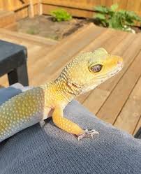 Image result for gravidity leopard gecko