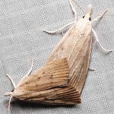 Attēlu rezultāti vaicājumam “Calamotropha paludella”