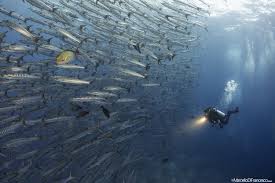 Image result for Dive Barracuda