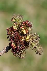 Attēlu rezultāti vaicājumam “Fraxinus pennsylvanica male flower”