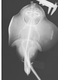 Image result for Leucoraja erinaceus