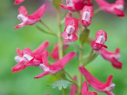 Attēlu rezultāti vaicājumam “Corydalis solida flower”