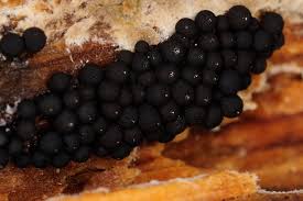 Attēlu rezultāti vaicājumam “Enerthenema papillatum macro”