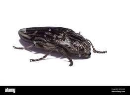 Attēlu rezultāti vaicājumam “Chalcophora mariana”