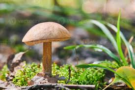 Attēlu rezultāti vaicājumam “Leccinum versipelle”