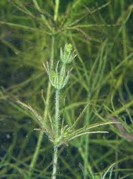 Attēlu rezultāti vaicājumam “Chara hispida”