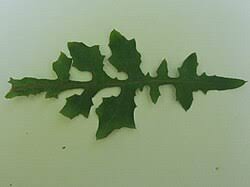 Attēlu rezultāti vaicājumam “Mycelis muralis”