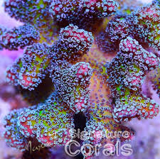 Attēlu rezultāti vaicājumam “Cordyceps stylophora”