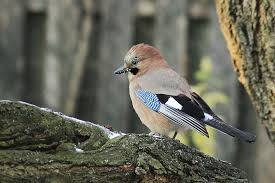 Attēlu rezultāti vaicājumam “Garrulus glandarius”