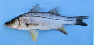 Image result for Centropomus parallelus