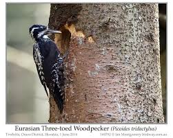 Attēlu rezultāti vaicājumam “Picoides tridactylus adult”