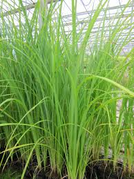 Attēlu rezultāti vaicājumam “Carex acuta”