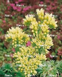 Attēlu rezultāti vaicājumam “Jovibarba globifera”