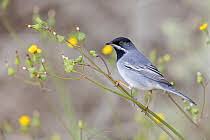 Image result for Sylvia rueppelli