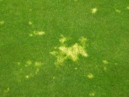 Attēlu rezultāti vaicājumam “Poa remota leaf”