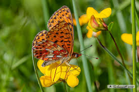 Attēlu rezultāti vaicājumam “Clossiana euphrosyne underside”