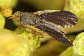 Attēlu rezultāti vaicājumam “Tephritidae”