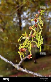 Attēlu rezultāti vaicājumam “Quercus robur male flower”