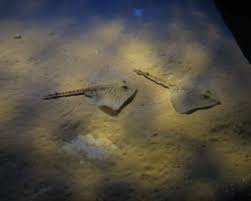 Image result for Raja brachyura