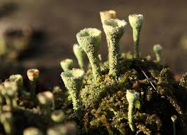 Attēlu rezultāti vaicājumam “Cladonia fimbriata”