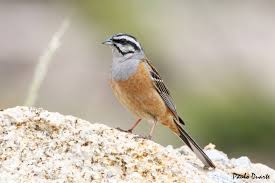 Image result for Emberiza cia