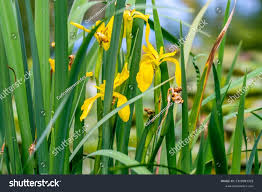 Attēlu rezultāti vaicājumam “Iris pseudacorus leaf”