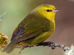 Attēlu rezultāti vaicājumam “Fringillidae”