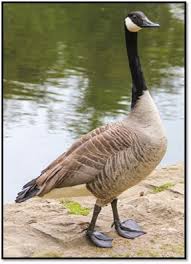 Attēlu rezultāti vaicājumam “Branta canadensis”