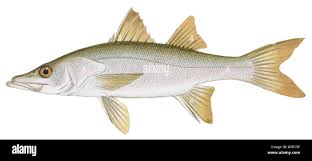 Image result for Centropomus undecimalis