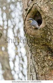 Attēlu rezultāti vaicājumam “Sitta europaea nest”