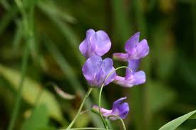 Attēlu rezultāti vaicājumam “Lathyrus palustris”