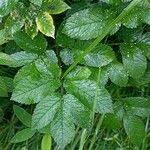 Attēlu rezultāti vaicājumam “Chaerophyllum aromaticum leaf”
