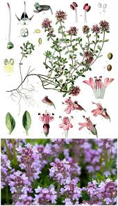 Attēlu rezultāti vaicājumam “Thymus serpyllum flower”