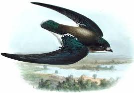 Image result for Hirundapus caudacutus