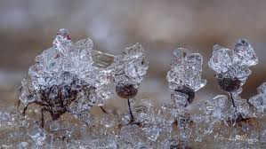 Attēlu rezultāti vaicājumam “Diachea subsessilis stalked”