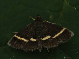 Attēlu rezultāti vaicājumam “Pyrausta cingulata”