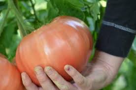 Bildergebnis für tomaten