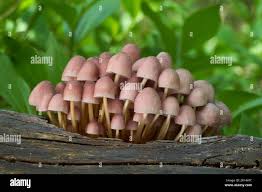Attēlu rezultāti vaicājumam “Mycena renati”