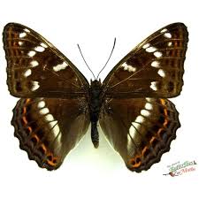 Attēlu rezultāti vaicājumam “Limenitis populi upperside”