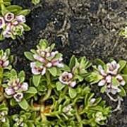 Attēlu rezultāti vaicājumam “Glaux maritima”