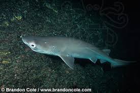 Image result for Hexanchus griseus