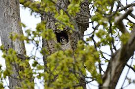 Attēlu rezultāti vaicājumam “Passer montanus adult”