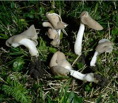 Attēlu rezultāti vaicājumam “Helvella elastica”