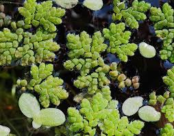 Attēlu rezultāti vaicājumam “Lemnaceae”