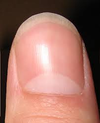 Image result for lunula nail