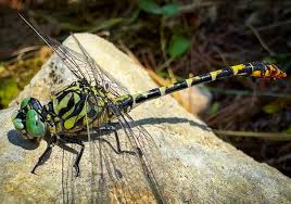Attēlu rezultāti vaicājumam “Onychogomphus forcipatus”
